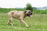 CANE CORSO 1117